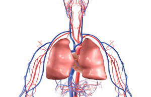 chirurgie-vasculaire-tunisie